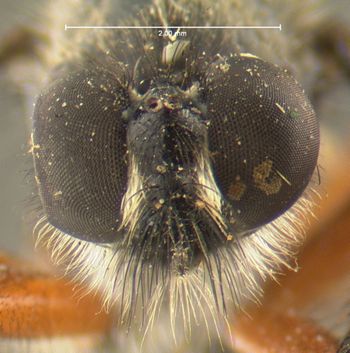 Media type: image;   Entomology 12844 Aspect: head frontal view